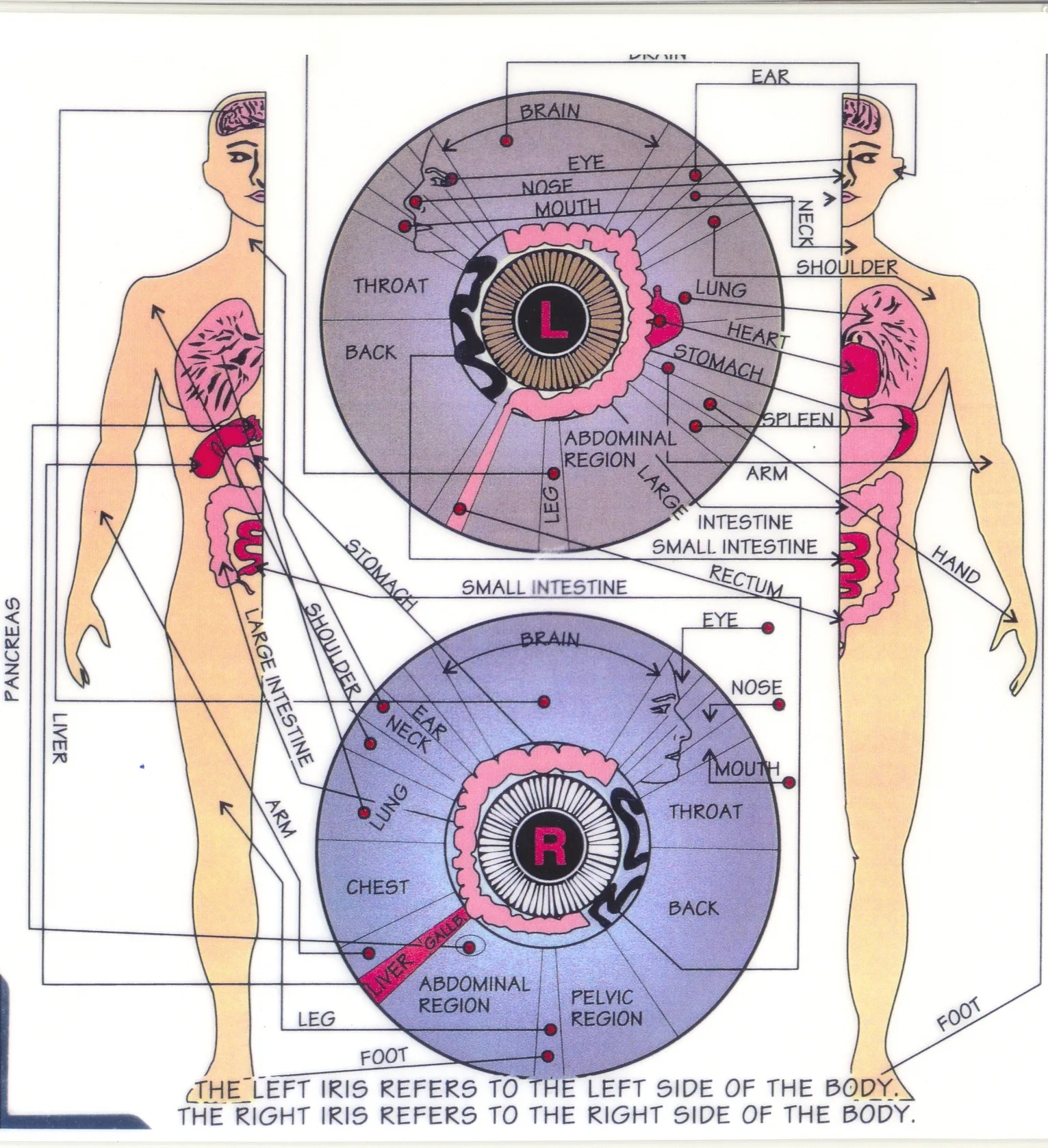 tableau d'iridologie