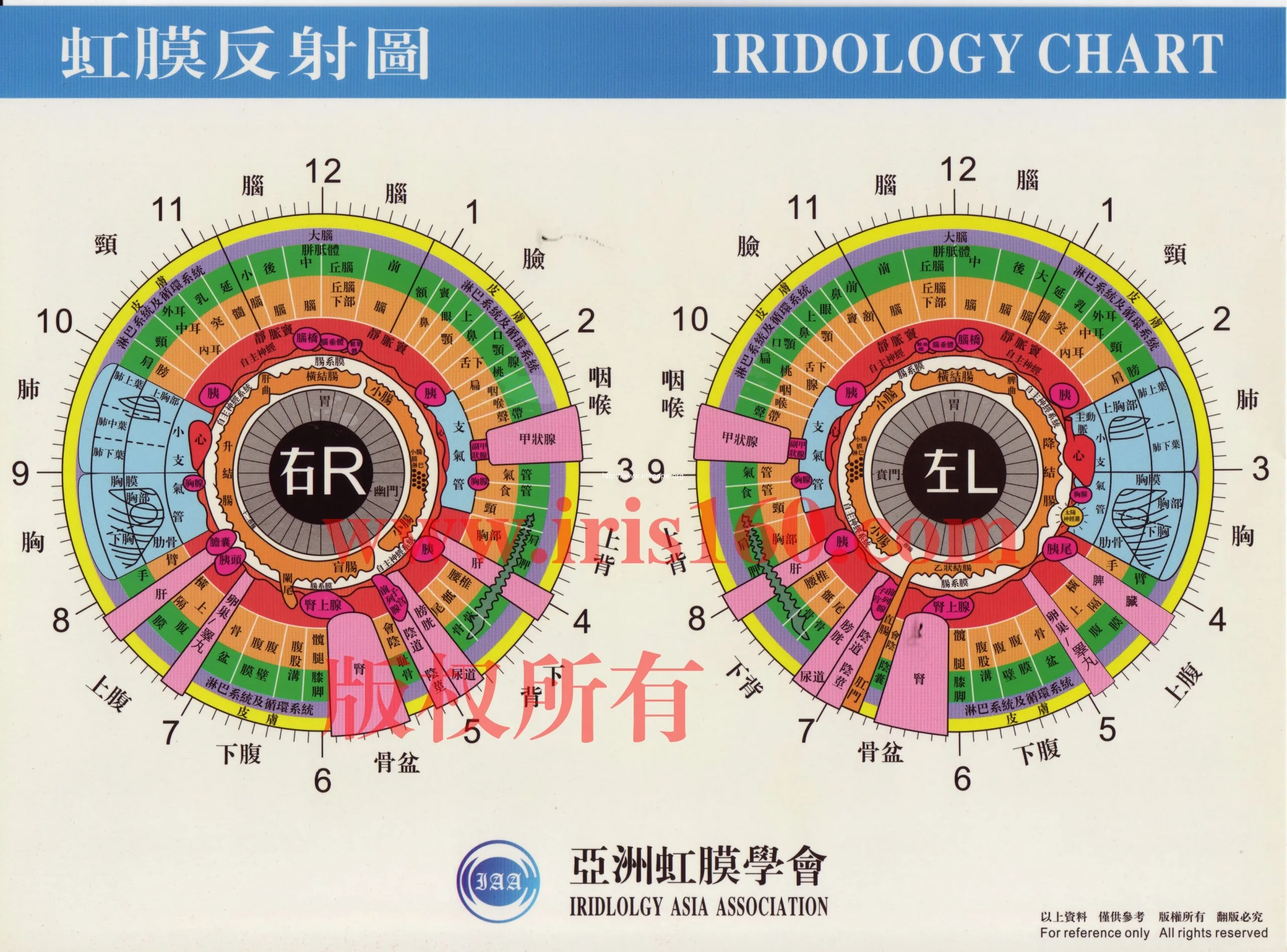 gráfico de iridología