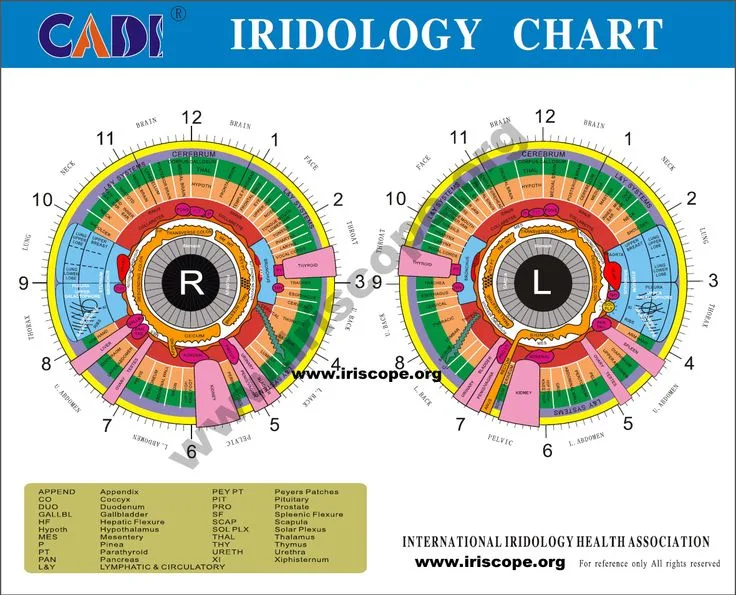gráfico de iridologia