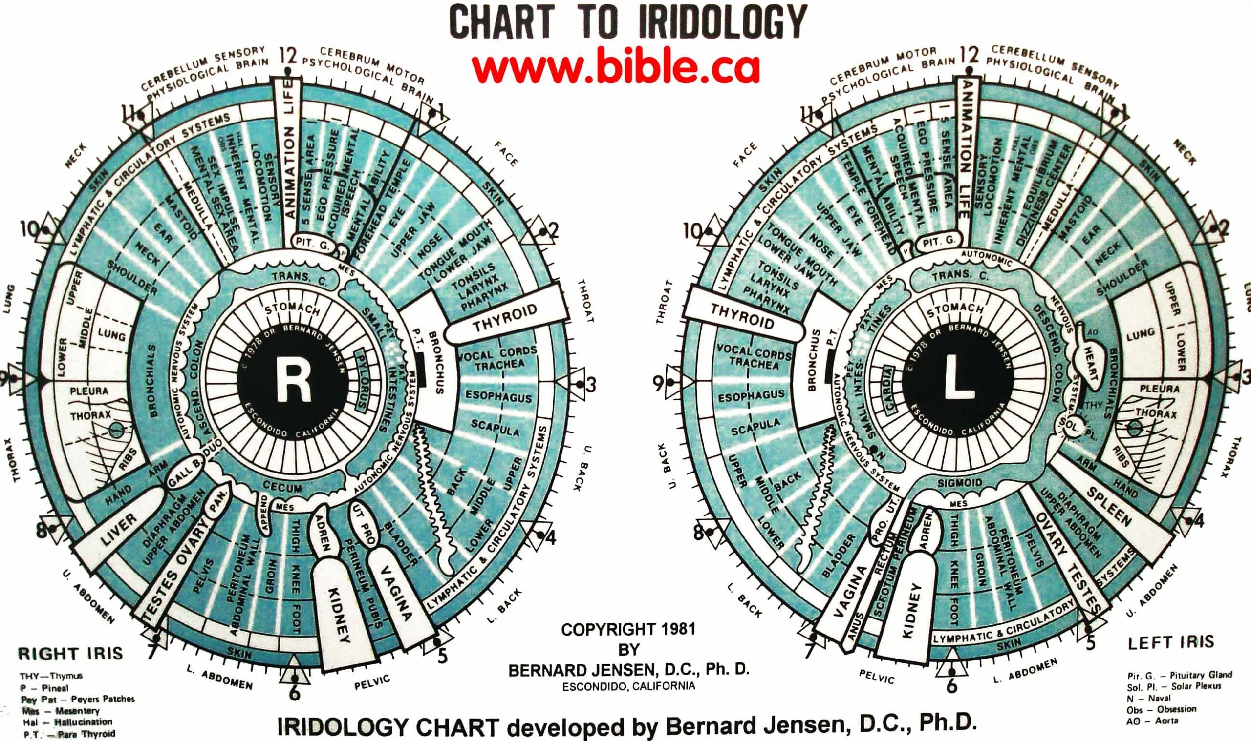 gráfico de iridologia