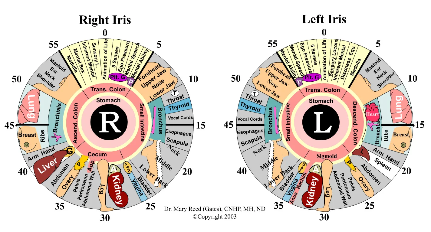 gráfico de iridologia