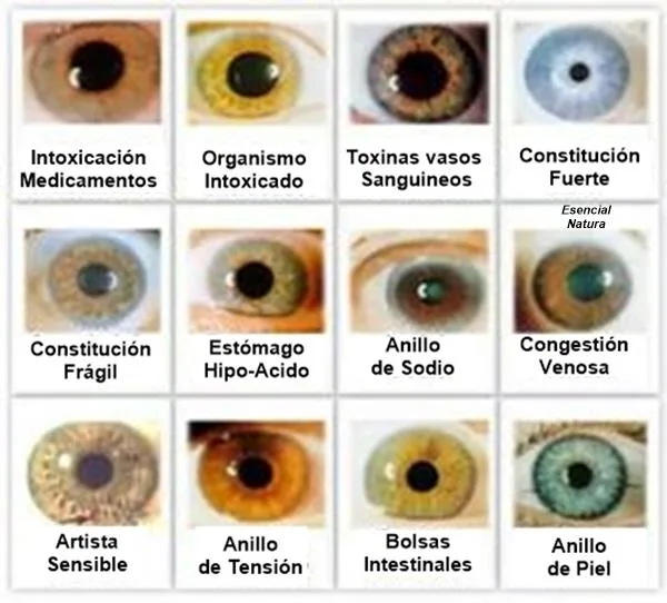 Grafico iridologico