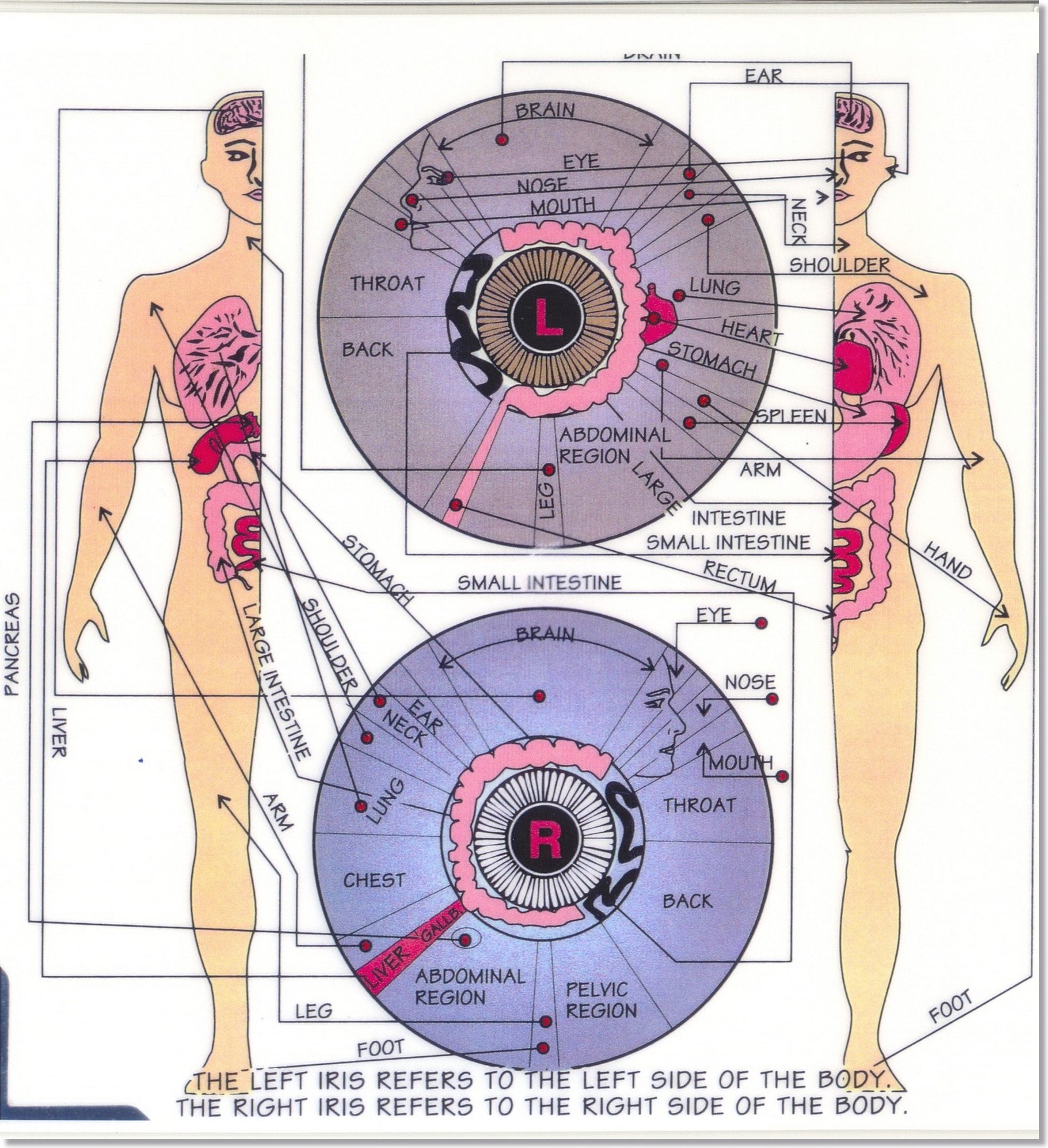Iridología: Cómo leer el ojo?
