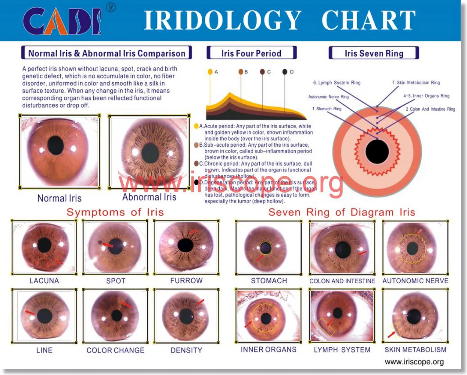 Iridologie: Comment lire dans les yeux?