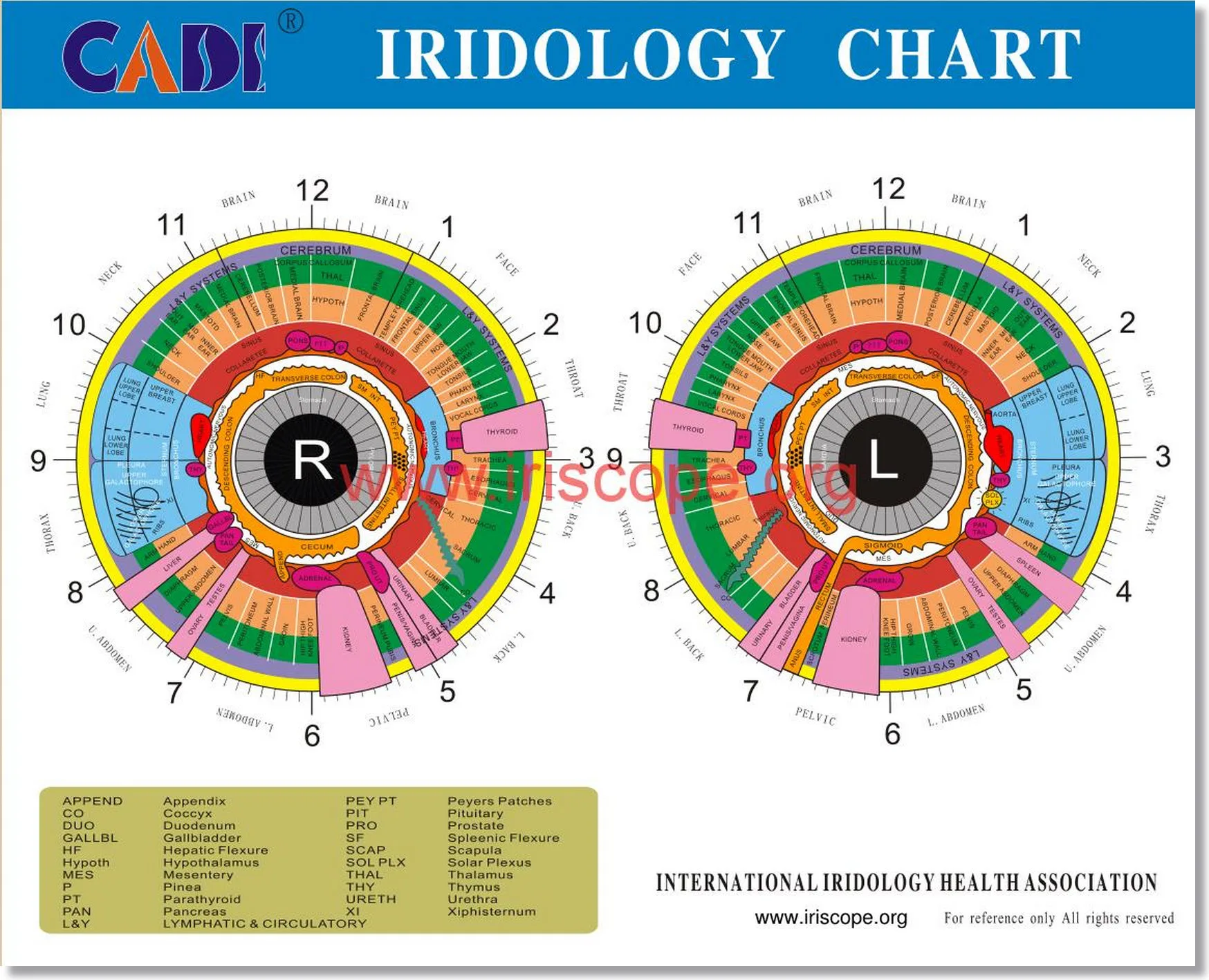 Iridology: How to Read the Eye?