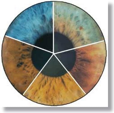 Iridology Color Meanings? Insights from MAIKONG CO.LTD