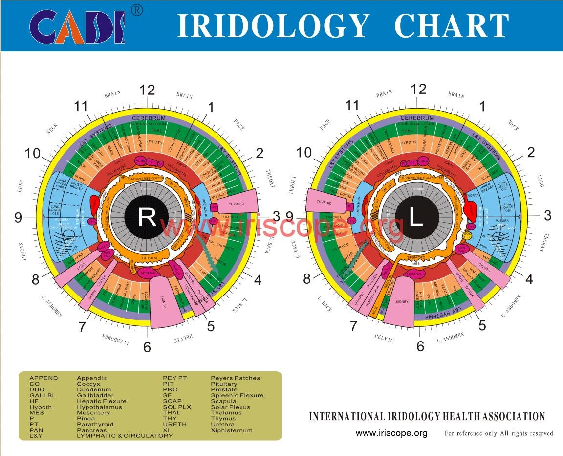MAIKONG iriscope iridology camera 12MP 9822 For Win 7/8/10/11 And Apple Mac OS MK9822U — Iridology chart right eye  (3).JPG