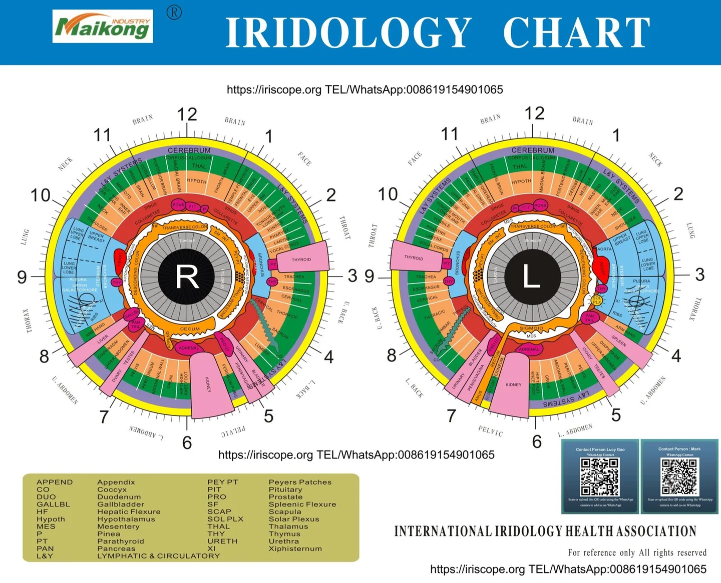 maikong Iridology Chart