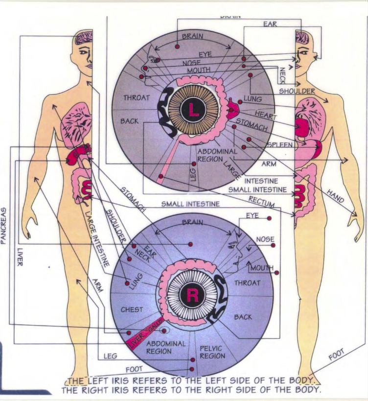Iridology chart