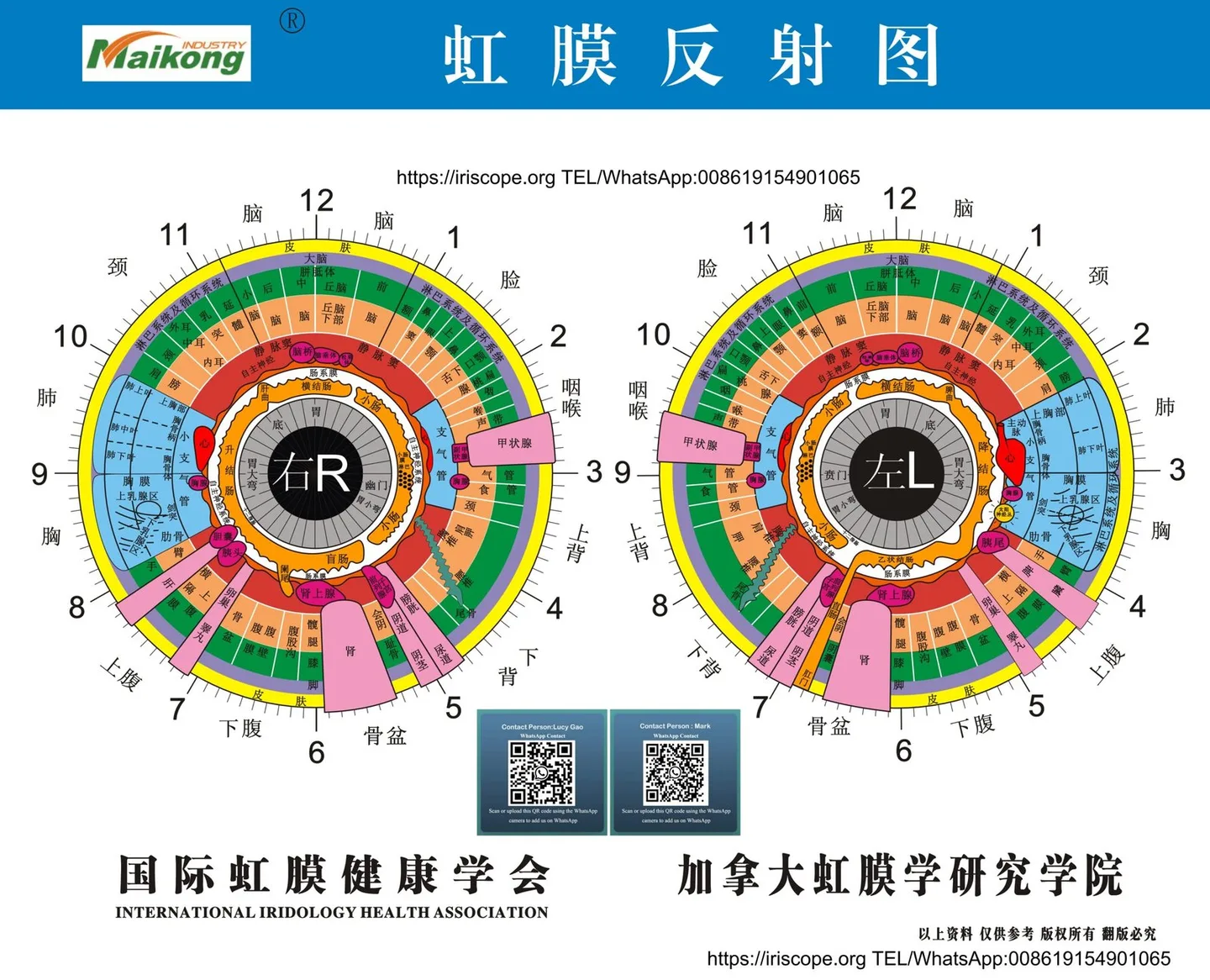 Which iridology software should a Herbalist in South Africa consider — practical choices and why — MAIKONG iridologia mapa (22).jpg